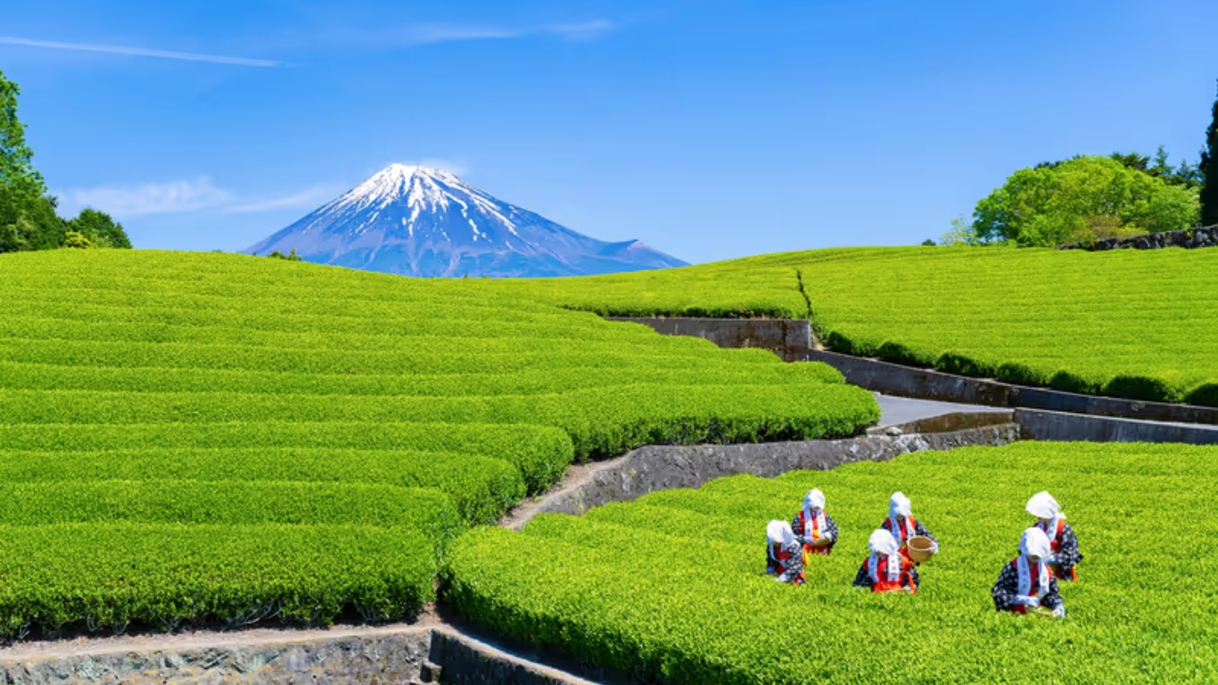 Japanese green tea fields with Mount Fuji